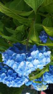 本当に確実に復縁できる待ち受け画像 実は効かない待ち受け総まとめ 22年版 復縁占いカフェ